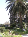 Unter einer alten großen Palme links das Grab Faehndrich