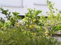 Im Garten wachsen Zitronenbäume, die schöne Früchte tragen.